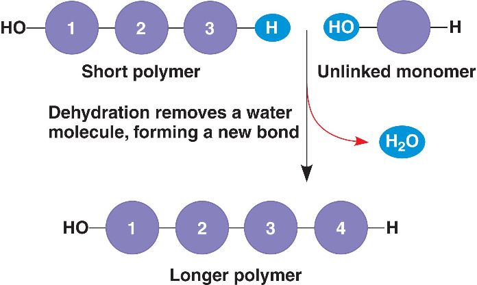 Dehydration Html 05 02apolymers L