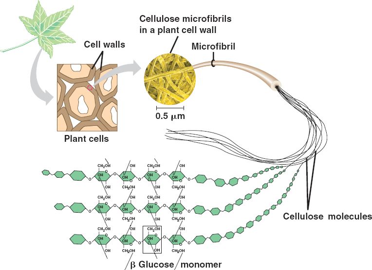 Cellulose; acid, polyanhydroglucuronic; alpha cellulose ...