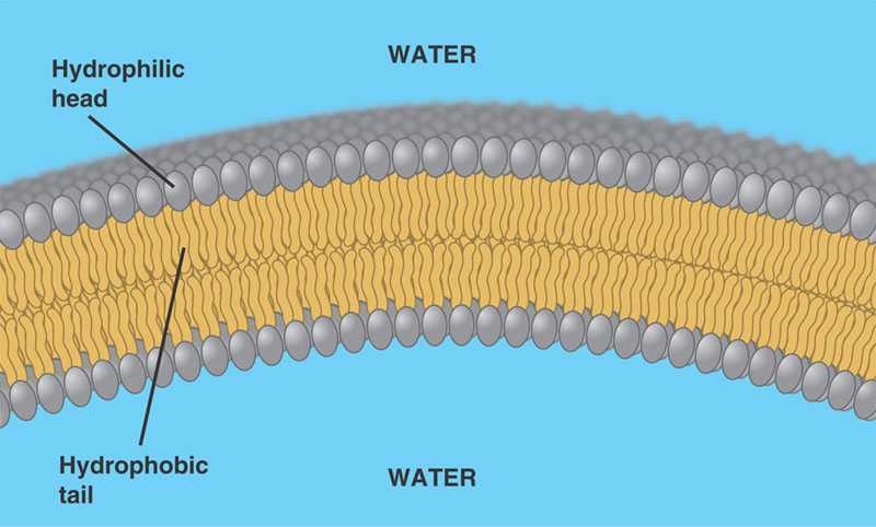 phospholipid in cell membrane