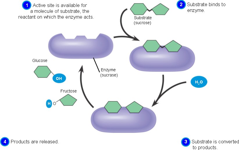 sucrose  enzyme