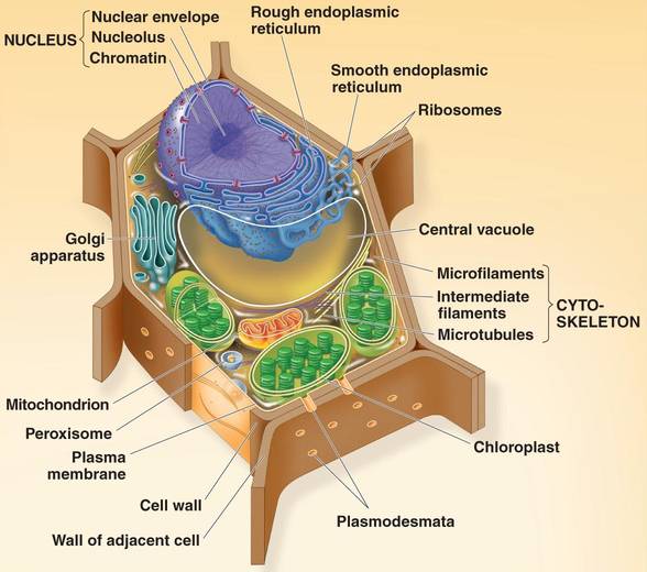 animal cell membrane structure. Cell Structure Diagram. animal