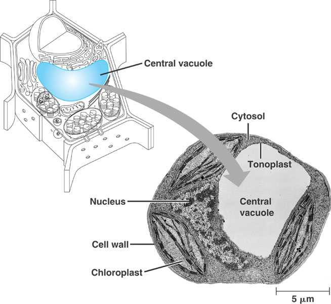 central-vacuole-html-06-15plantcellvacuole-cl-jpg