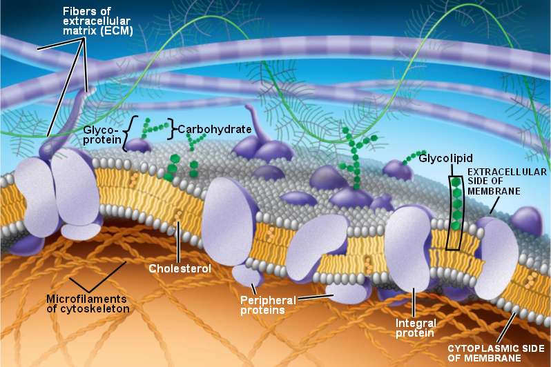 Cell Membrane Proteins