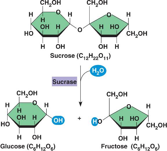 sucrose  enzyme