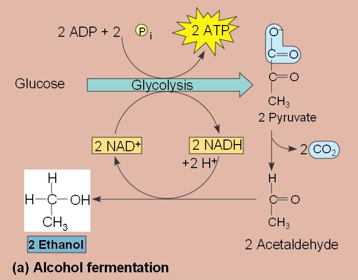 fermentation-alcohol-html-09-17fermentationa-jpg