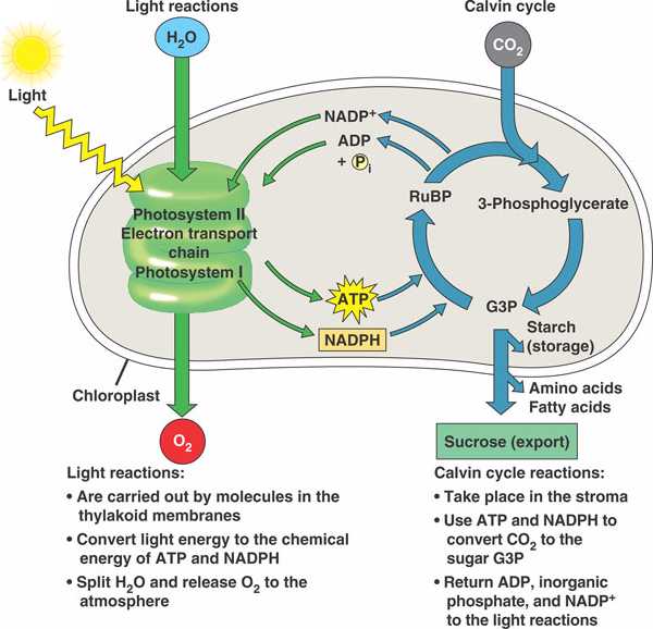 Cellular Metabolism- Photosynthesis – fcsbiology