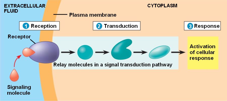 cell-signaling-ekonomiskt-och-starkt-ljus-f-r-hemmet