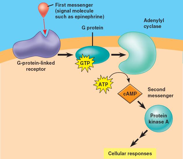 Activate Neuronal Adenylyl Cyclase