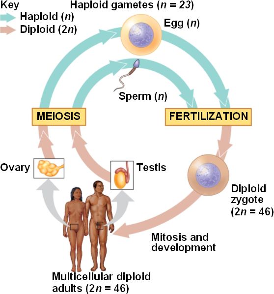 Image result for the human life cycle gamete to adult