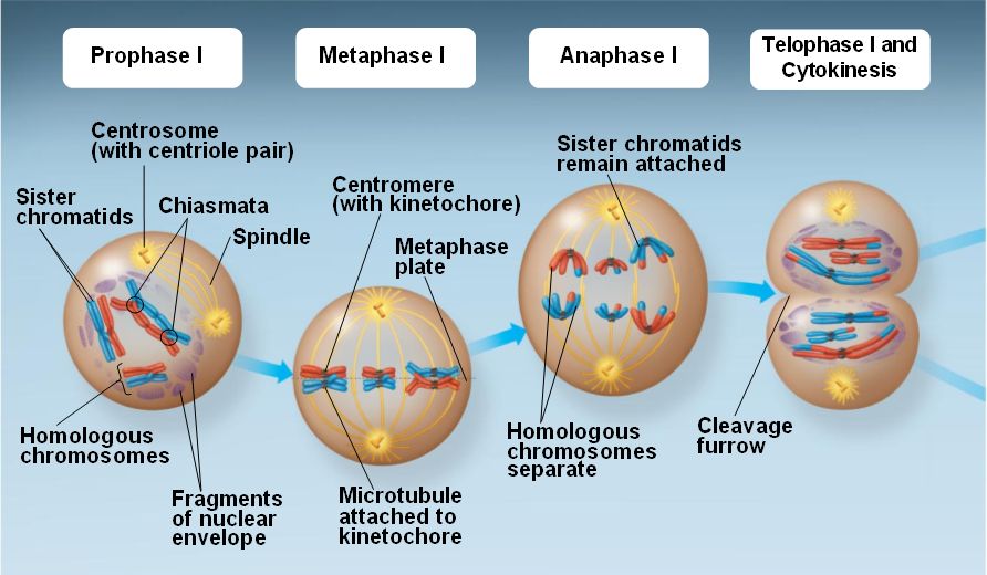 Meiosisihtml 1308aanimalmeiosisone