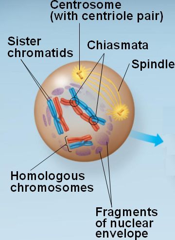 chromosomes in prophase