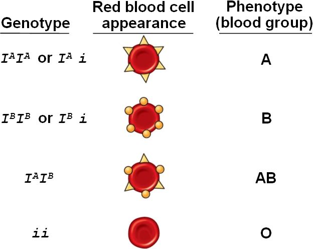 What is a co-dominant allele? + Example