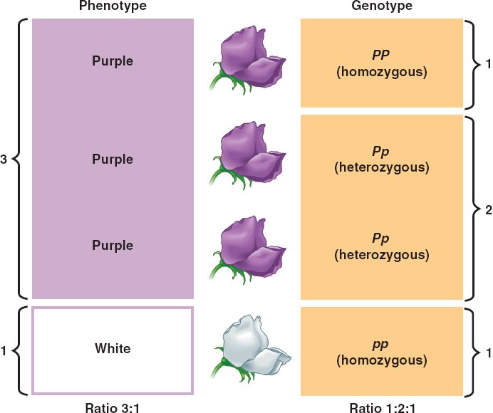 ap-biology-ii-review-compare-and-contrast-genotype-phenotype