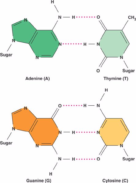 base-pairs-html-16-08dnabasepairing-l-jpg