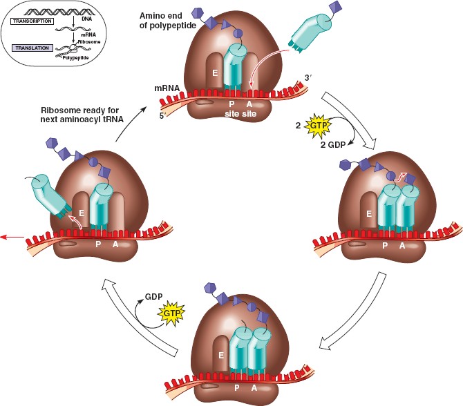 translation-elongation-html-17-18translationelong-l-jpg