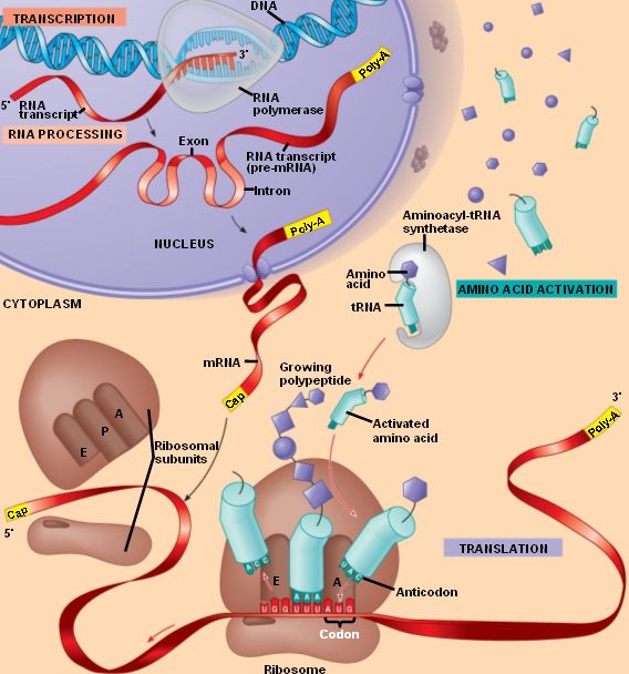 Protein synthesis gene expression, protein synthesis