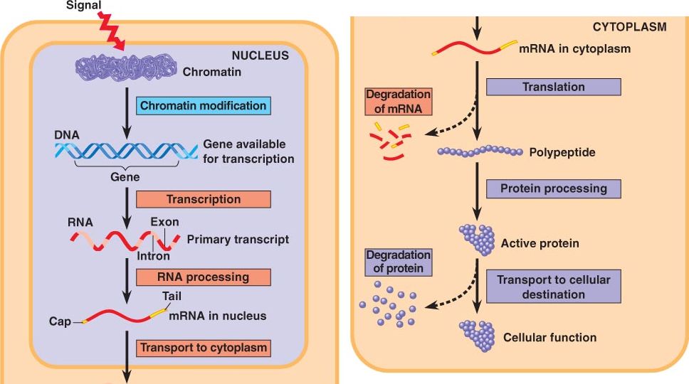 differential-gene-expression