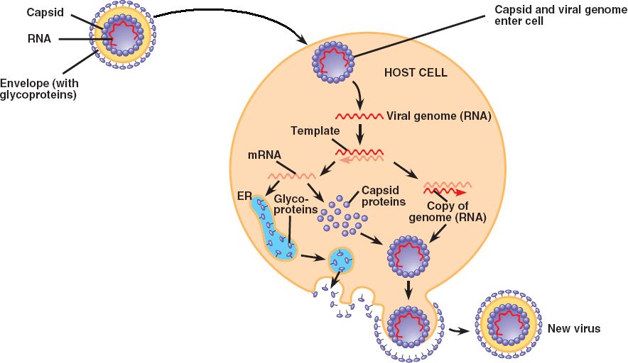 viral-protein-transforms-while-it-measures-out-dna-research