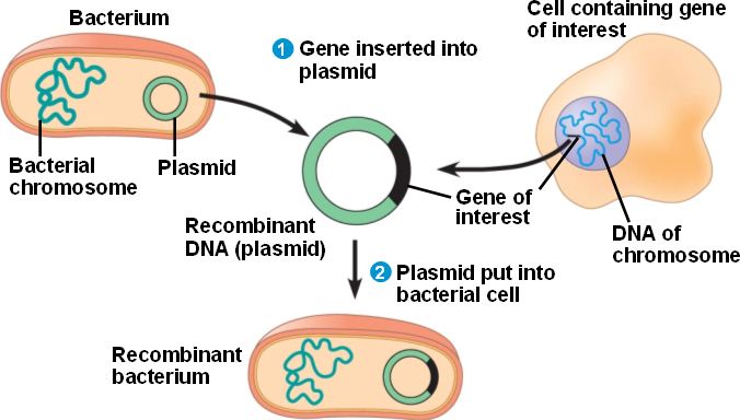 gene_cloning.html 20_02aGeneCloningPreview-L.jpg