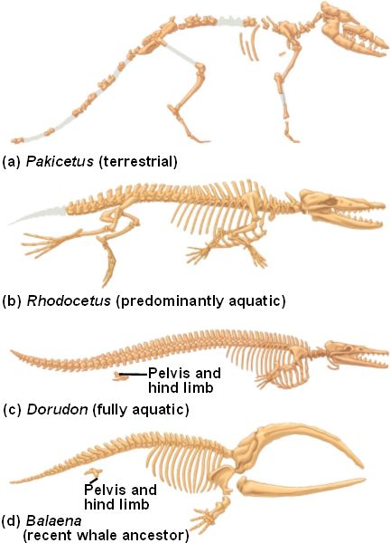 Transitional html 22 16 WhaleEvolution L jpg Transitional html 22 16 WhaleEvolution L jpg