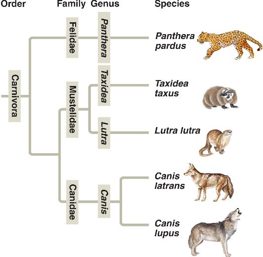 26_04CarnivoraPhylogeny carnivora.html L.jpg  worksheet nomenclature animal