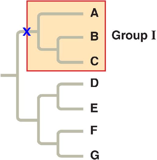 Cladogram