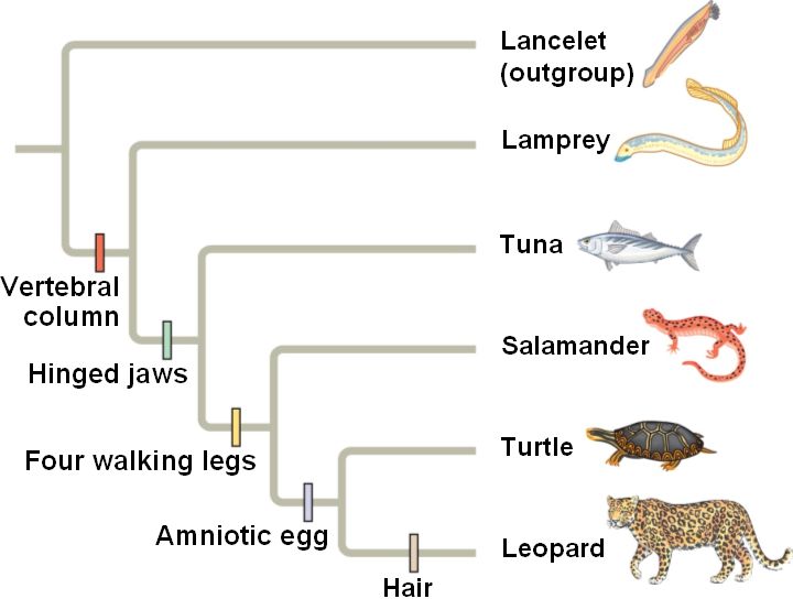 definition of phylogenetic evolutionary tree