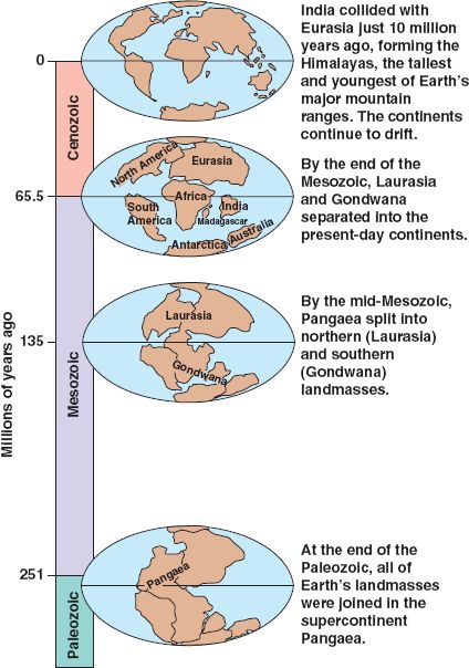 Impact of Continental Drift on Evolution