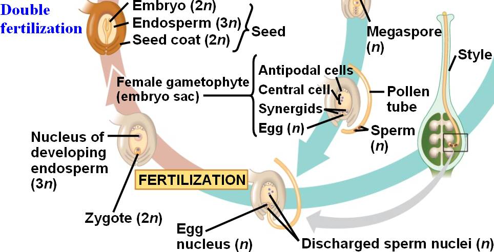 Double fertilization html 30 10AngiospermLifeCycl D jpg