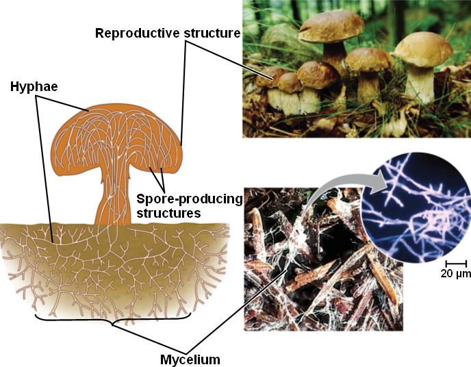 hyphae and mycelium