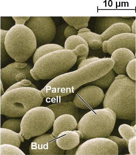 asexual reproduction budding. Its asexual reproduction