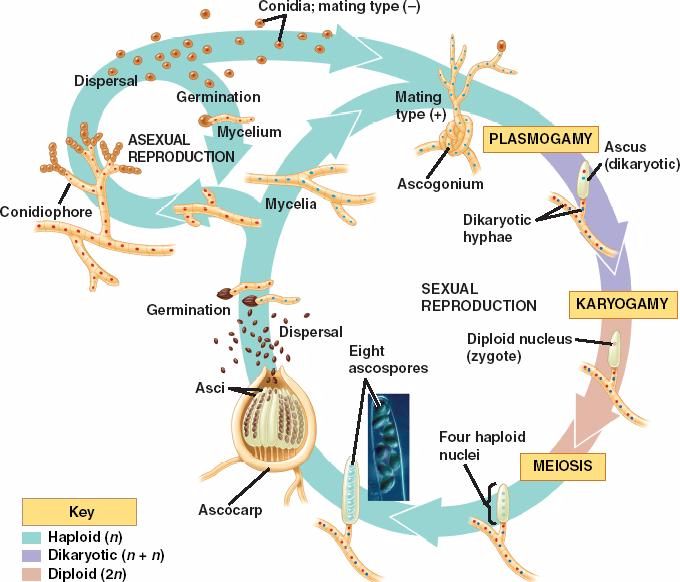 basidiomycetes life cycle