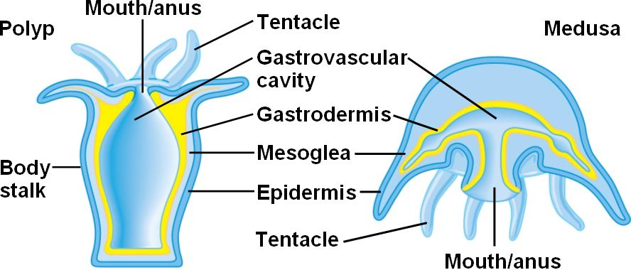 label parts of a cnidarians