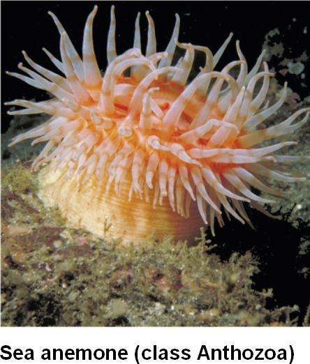 Cnidaria Sea Anemone