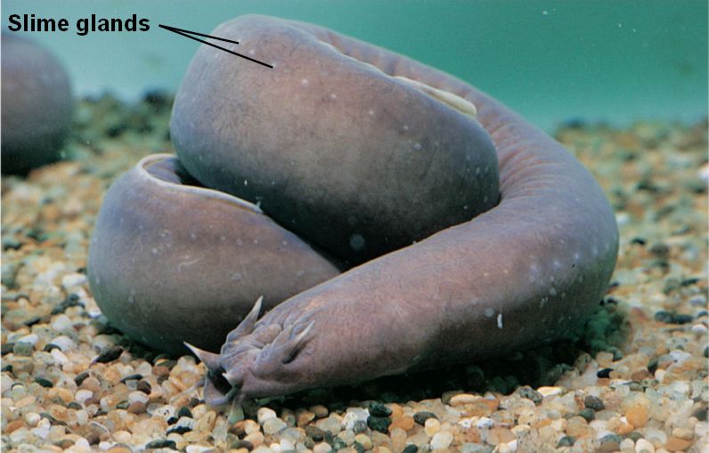 34_09Hagfish_LP.jpg