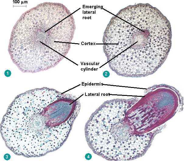 Lateral Root Meaning In English