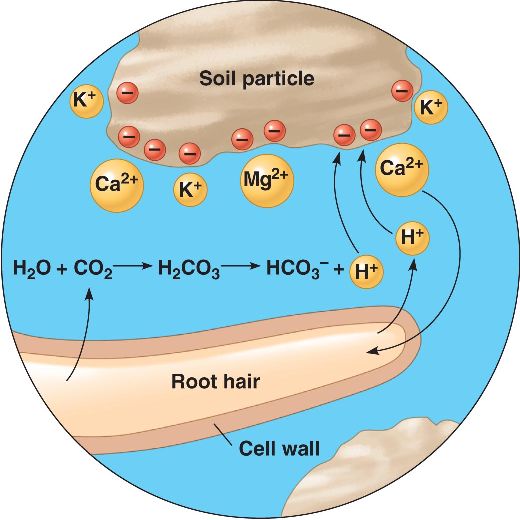 acid-precipitation-html-37-06soiltoroothair-jpg