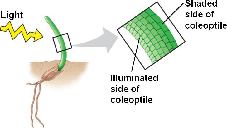 phototropism-definition-examples-and-quiz-biology-dictionary