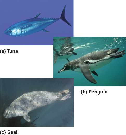examples of convergent evolution adaptations
