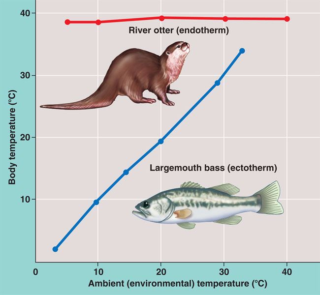 thermoregulation.html 40_12EndoEctoThermoreg_L.jpg