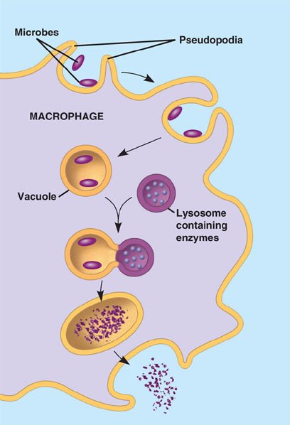 Phagocytosishtml 4304phagocytosis 0811