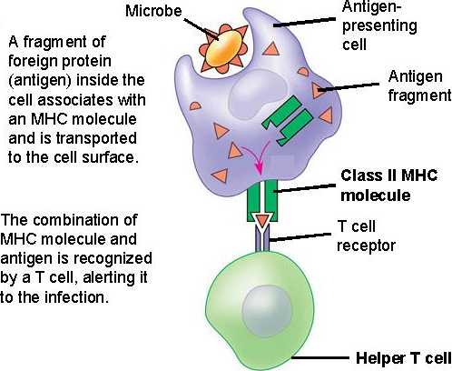 helper t cell. Helper T cell activated by
