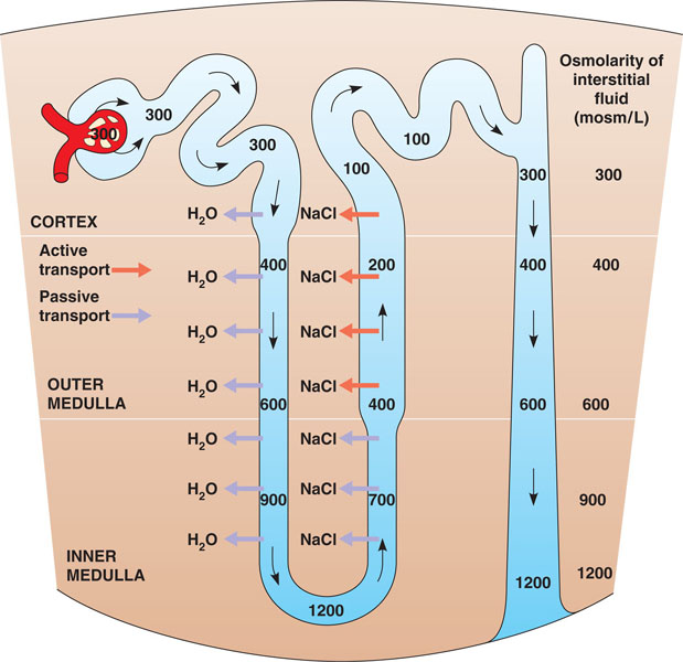 urine.html 44_15UrineConcentration_1_L.jpg