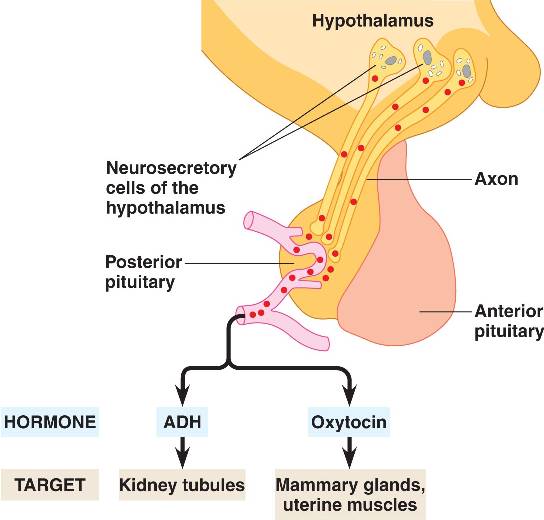 Posterior pituitary hormones. The posterior pituitary (neurohypophysis) is 