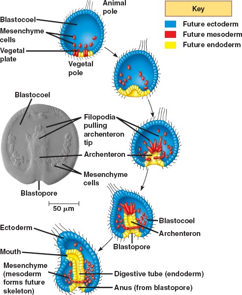 blastopore becomes mouth