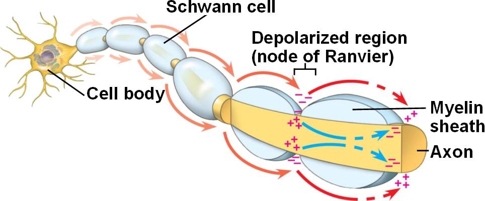 myelin-html-48-15saltatoryconduction-jpg