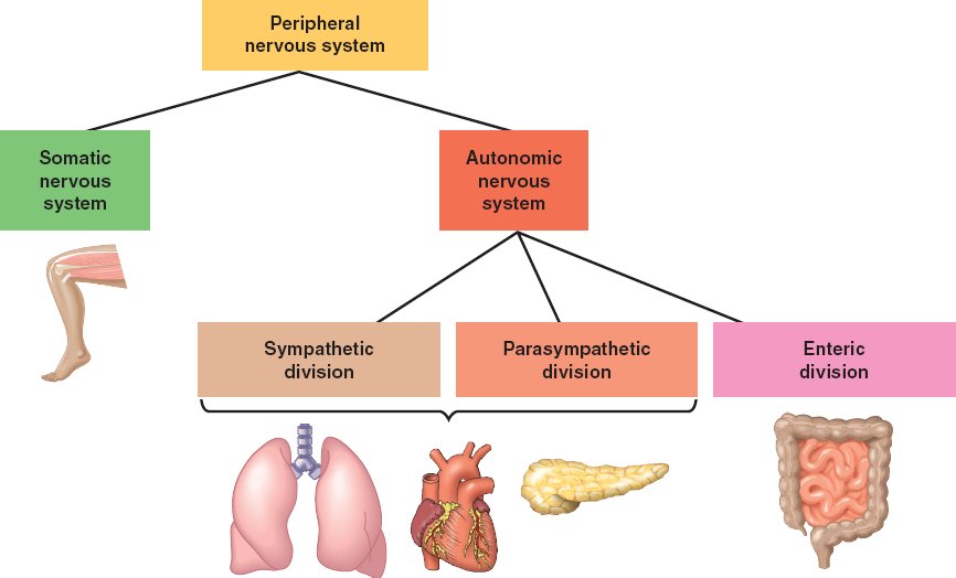 somatic nervous system pathway