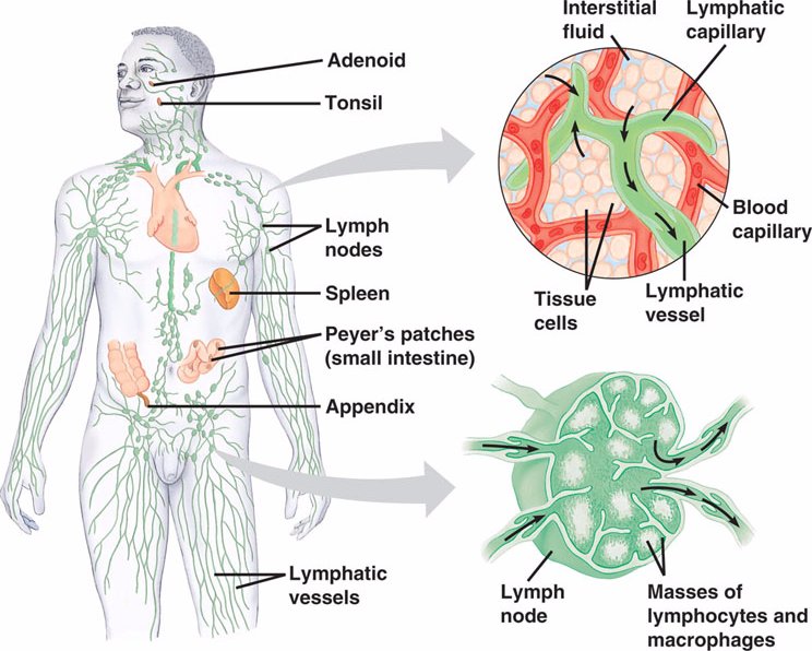 Lymphatichtml 4305lymphaticsysteml 