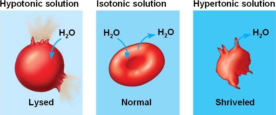 http://bio1151.nicerweb.com/doc/class/bio1151/Locked/media/ch07/07_13WaterBalanceA.jpg