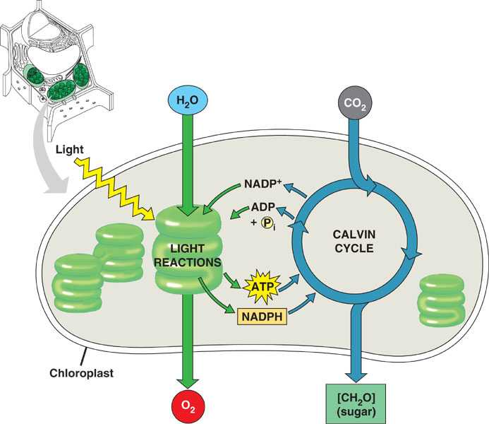 15 Photosynthesis Lab